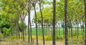 澄迈150亩红土种植地租金130元/亩/年一年一付