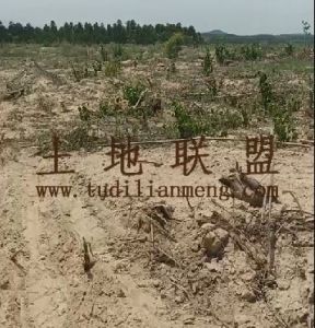 文昌350亩红土带沙短期种植地可分期付款