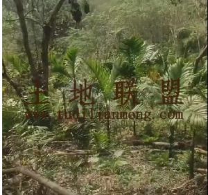 琼中约23亩地带2000棵槟榔树转让个人地可永久使用转让费68万接手管理就有收益