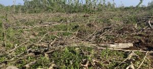 陵水35亩农场种植地可随时进场耕种水源充足