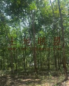 临高350亩红土种植地可随时进场租金可分期