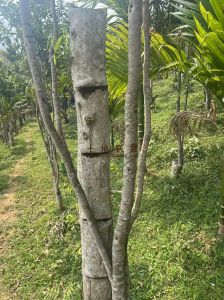 万宁23亩个人地沉香园转让没有租金接手管理即可