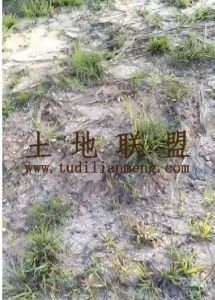 澄迈60亩种植地租金400元/亩/年