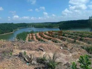 澄迈临近大河边300亩种植地可随时进场耕种