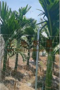 乐东九所约13亩地1200棵槟榔树水电齐全接手管理就有收益