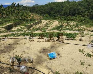 琼中104亩槟榔园租金300元/亩/年一年一付