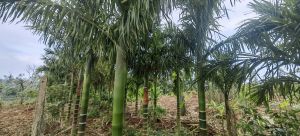 乐东保国70亩10000棵槟榔42年合同接手管理就有收益