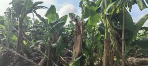 三亚130亩香蕉园地出租设施齐全接手管理就有收益