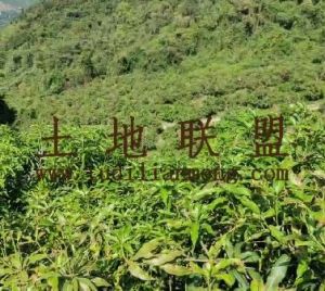 三亚80亩农场芒果园转让交通便利租金150元/亩/年