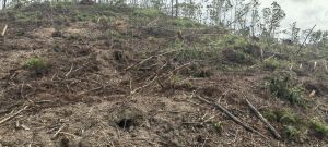 儋州300亩种植地租金三年一付可随时进场耕种