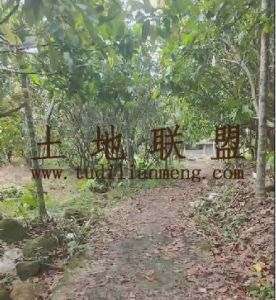 保亭10亩农场种植地水电路齐全租金320元/亩/年