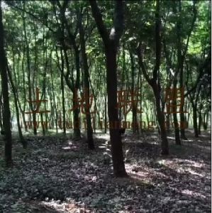 儋州25亩种植地46年合同租金70元/亩/年一一付