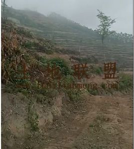 白沙800亩种植水源充足可随时进场耕种租金400元/亩/年