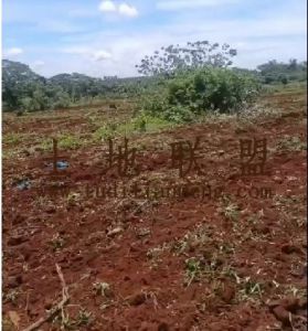 澄迈100亩红土短期种植地出租可随时进场耕种