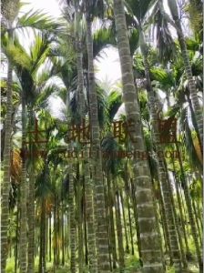 屯昌约13亩地1600棵槟榔树出租水电齐全接手管理就有收益
