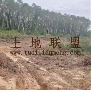 澄迈10亩地临水泥路边种植地可随时进场耕种