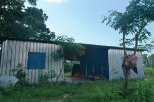 澄迈48亩石榴园转让租金300元/亩/年五年一付水电齐全