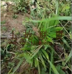 屯昌50亩6800棵槟榔树租金70元/亩/年一年一付