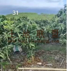 乐东22亩农场种植地交通便利地势平坦