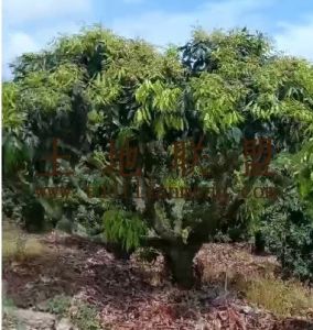 陵水约25亩地700棵荔枝树出租接手管理就有收益