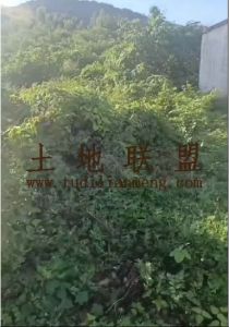 昌江38亩种植地租金550元/亩/年可分期付款交通便利