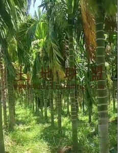 乐东约5亩地700棵槟榔树出租水电齐全接手管理就有收益