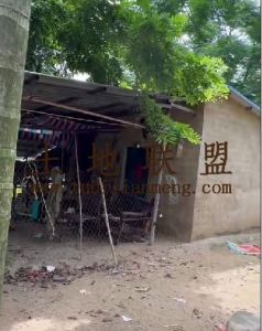 乐东约20亩地带2200棵槟榔树转让接手管理就有收益