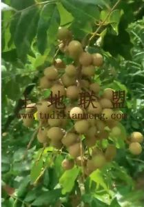 保亭30亩龙眼园转让设施齐全接手管理就有收益