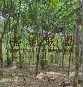 儋州950亩种植地租金五年一付交通便利