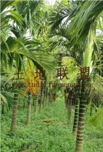 乐东24亩地带3100棵槟榔转让设施齐全接手管理即可