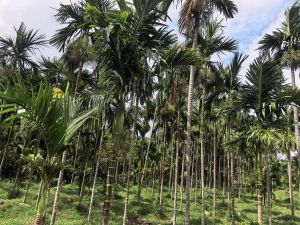 澄迈20亩地带2000棵槟榔树出租接手管理就有收益