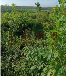 文昌60亩种植地租金十年一付交通便利