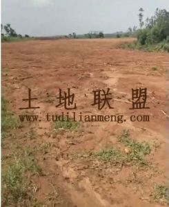 澄迈90亩种植地租金可分期付款随时进场耕种