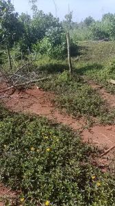 澄迈60亩红土种植地可随时进场耕种租金可分期