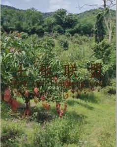 屯昌126亩沉香园转让水电方便租金100元/亩/年