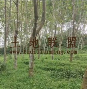 白沙100亩种植租金80元/亩/年一年一付