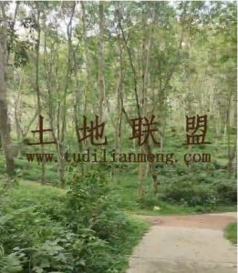 儋州350亩种植地水电路方便租金500元/亩/年