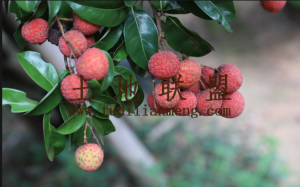 文昌约60亩地1680棵荔枝树出租设施齐全接手管理就有收益