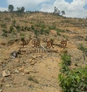 乐东110亩短期套种地出租水源充足可随时进场耕种