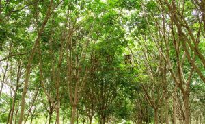 东方150亩农场种植地交通便利租金便宜