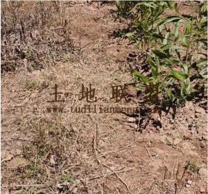 儋州300亩种植地租金五年一付水电路方便