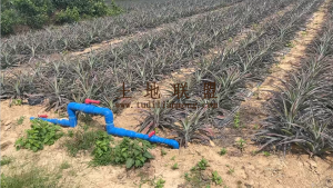 文昌70亩种植水电齐全租金450元/亩/年十年一付