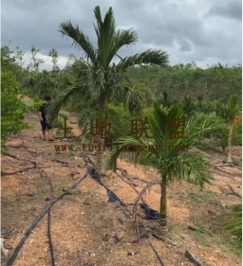 琼山区22亩槟榔园转让水电齐全接手管理即可