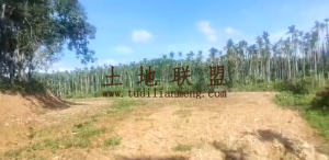 万宁约20亩种植地可随时进场耕种水源充足土壤肥沃