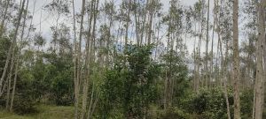 儋州200亩种植地交通便利租金五年一付