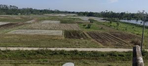 东方150亩短期种植出租水电齐全可随时进场耕种