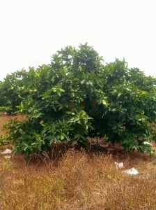 海口美兰区周边50亩莲雾园转租水电房齐全接手管理就有收益