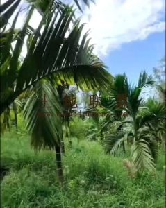 琼中30亩槟榔园转让个人地没有租金