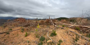 儋州约180亩种植出租可随时进场耕种土壤肥沃