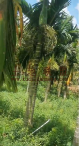 屯昌50亩槟榔园出租水电齐全租金60万/年接手管理就有收益